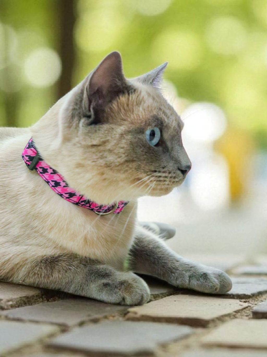 Collier réglable/ tissu imperméable/PAWHOUND