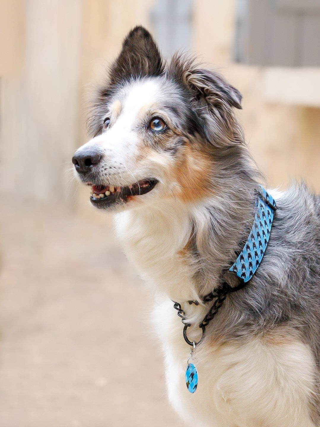 Collier Martingale/ tissu imperméable/PAWHOUND