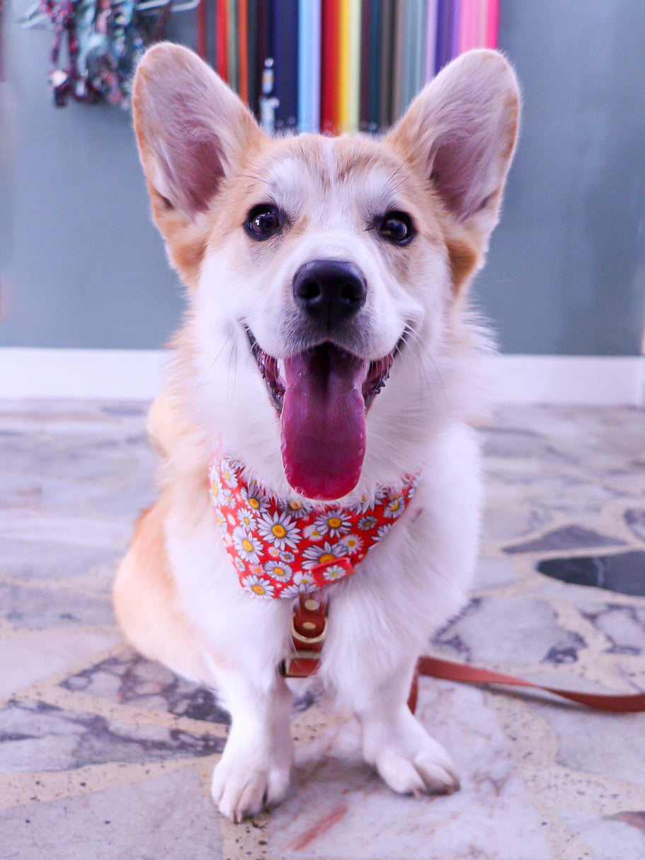 Bandana à nouer " Bellis"