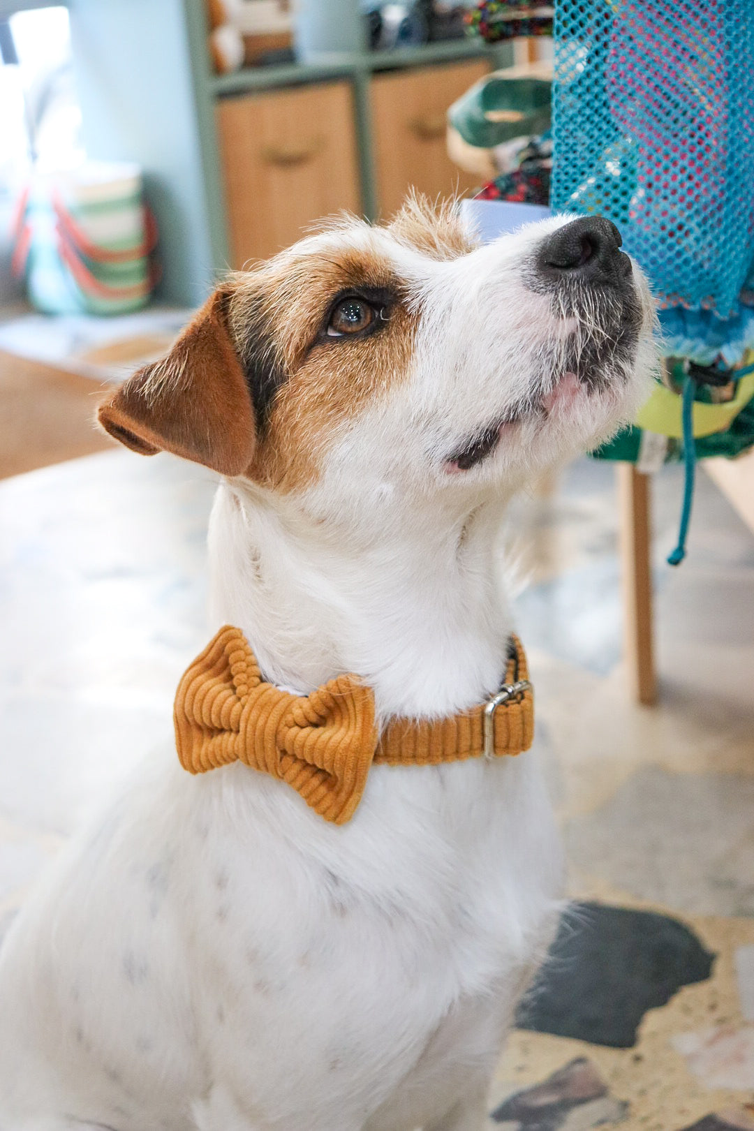 Collier réglable/Velours côtelé/Cosy