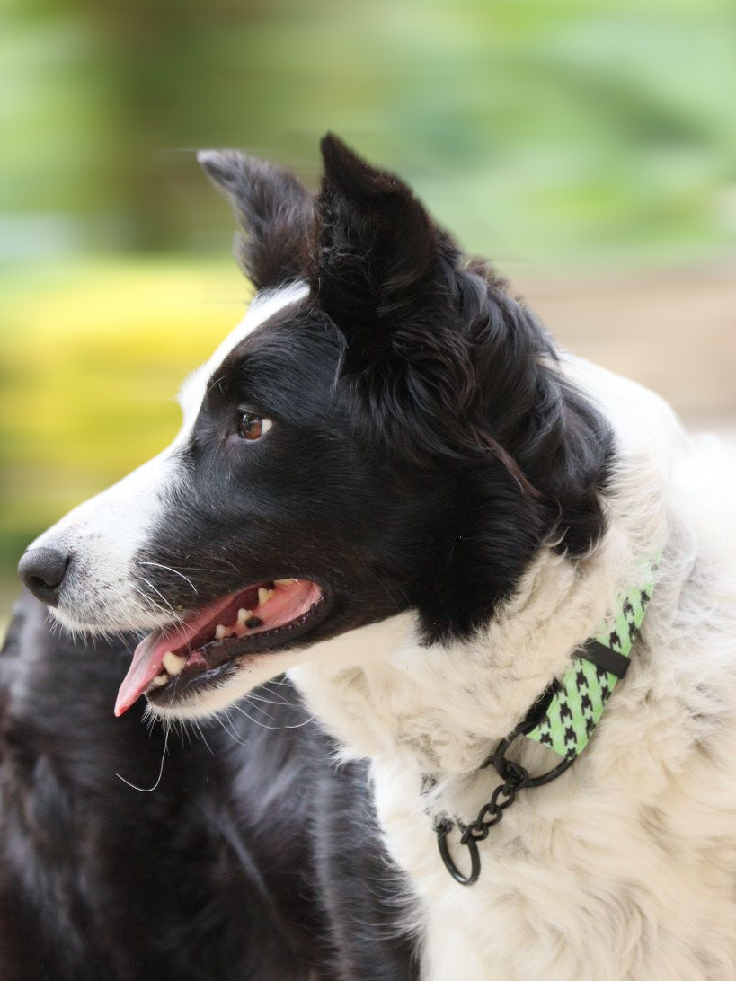 Collier Martingale/ tissu imperméable/PAWHOUND