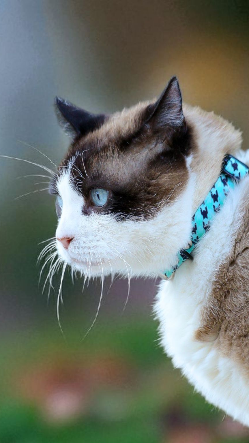 Collier réglable/ tissu imperméable/PAWHOUND