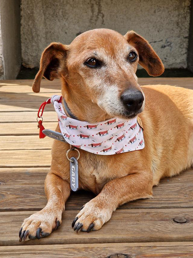 Bandana à nouer/ motif teckels