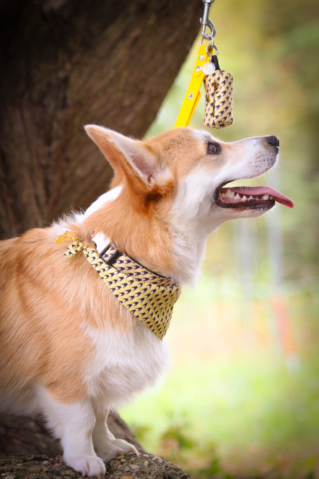 Collier réglable/ tissu imperméable/PAWHOUND