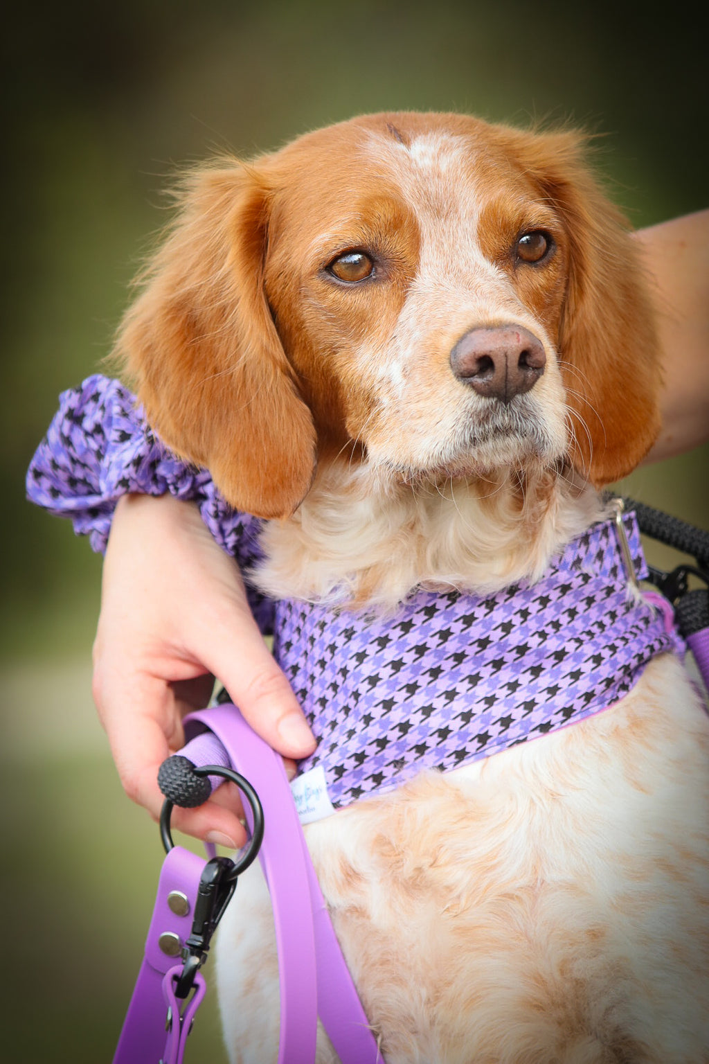 Bandana à nouer " Pawhound"