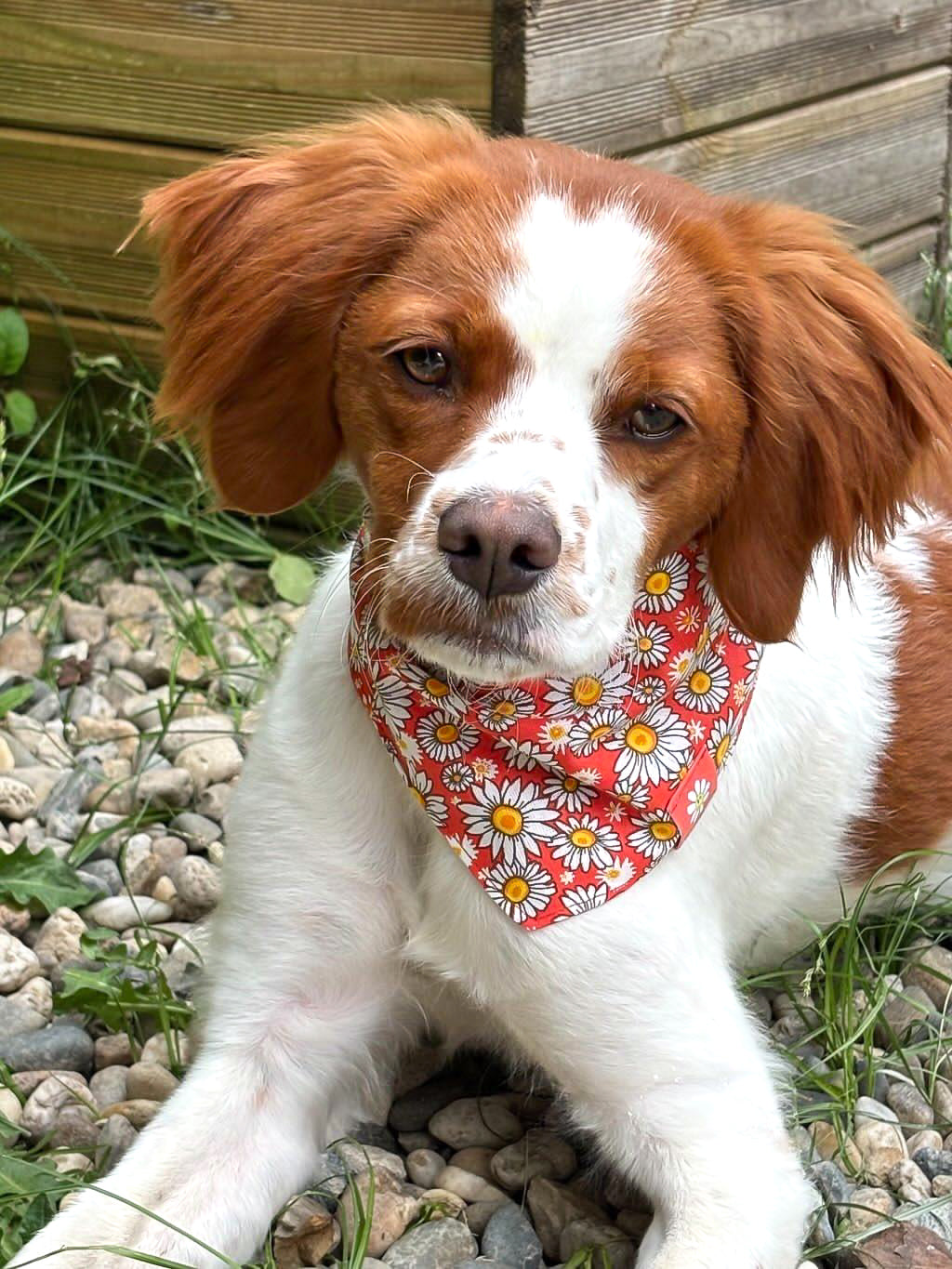 Bandana à nouer " Bellis"