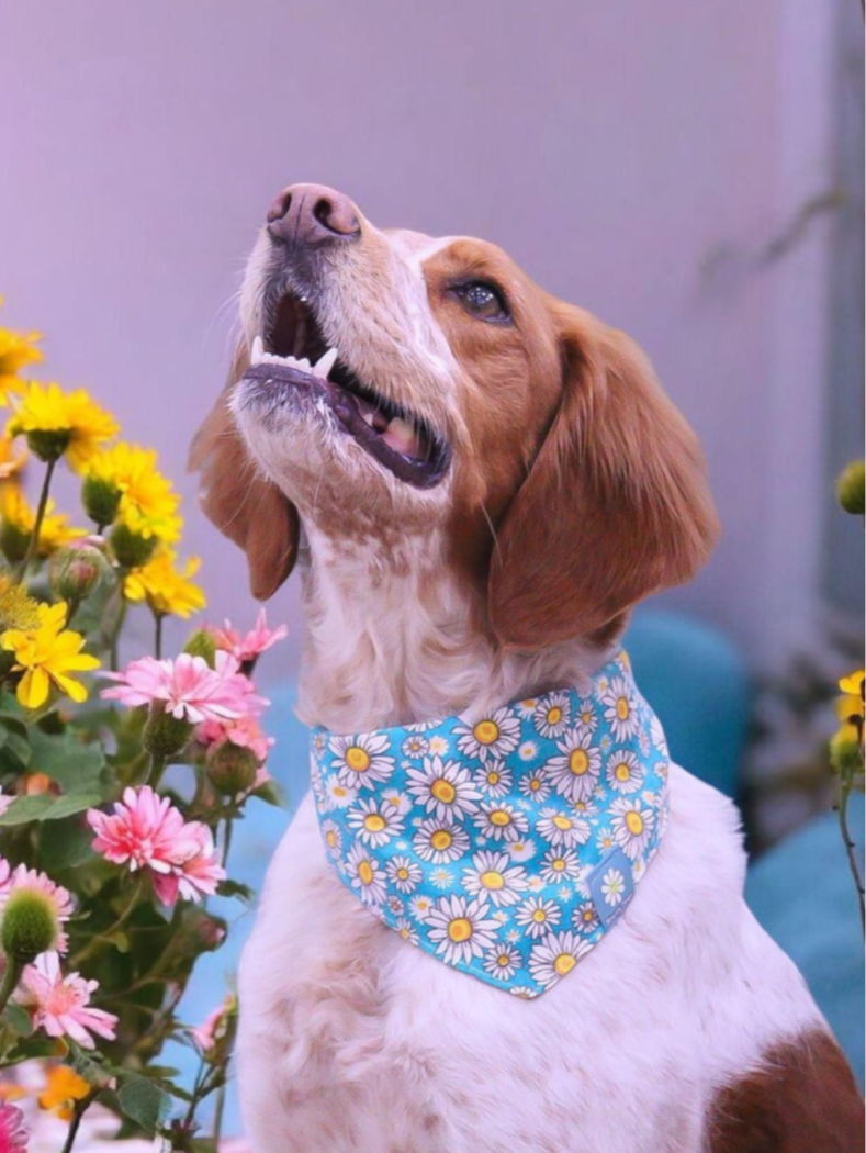 Bandana à nouer " Bellis"
