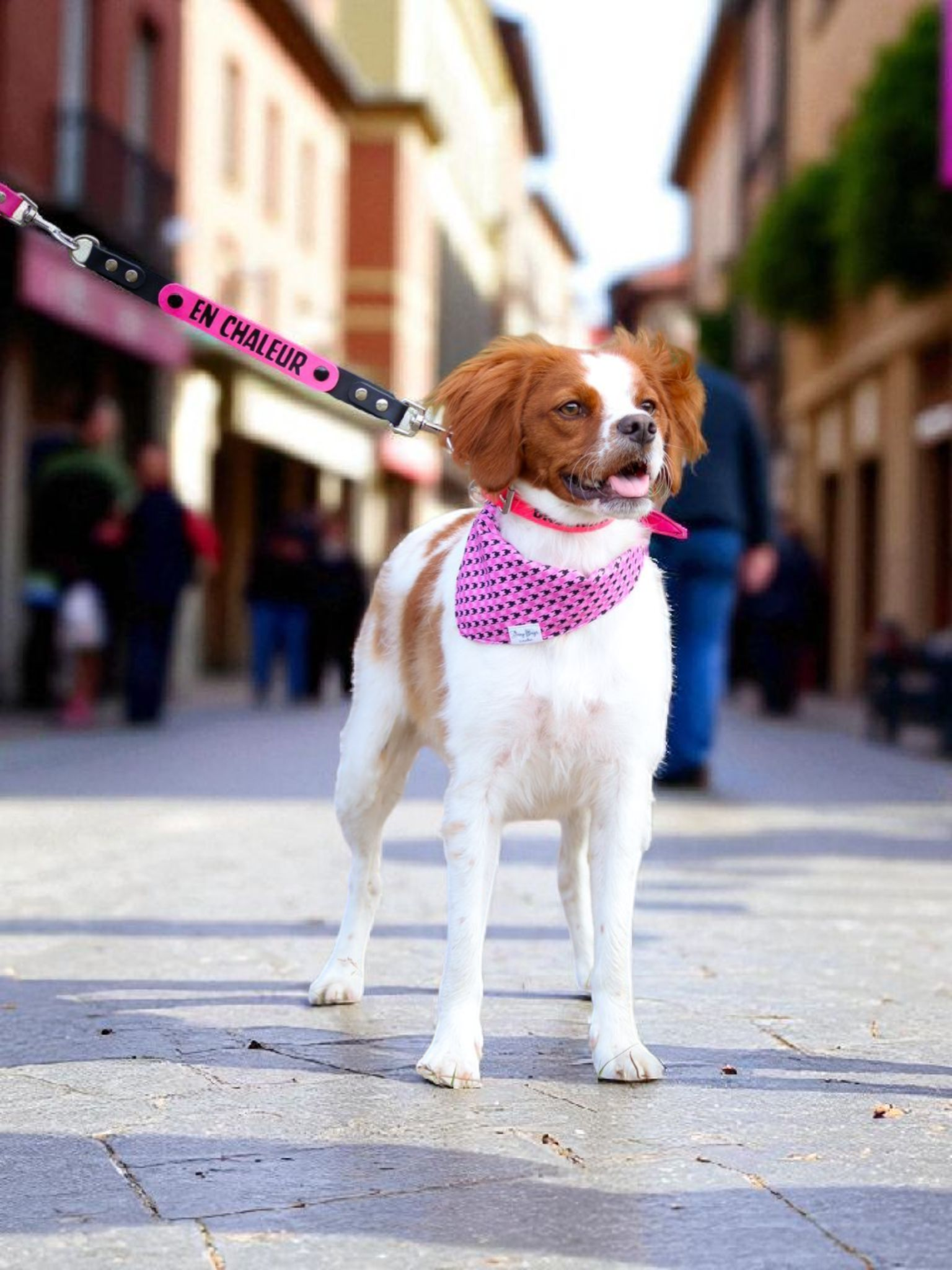 Clip’Codes by Starry Dogs – Pack de départ (1 Base + 1 Clip)