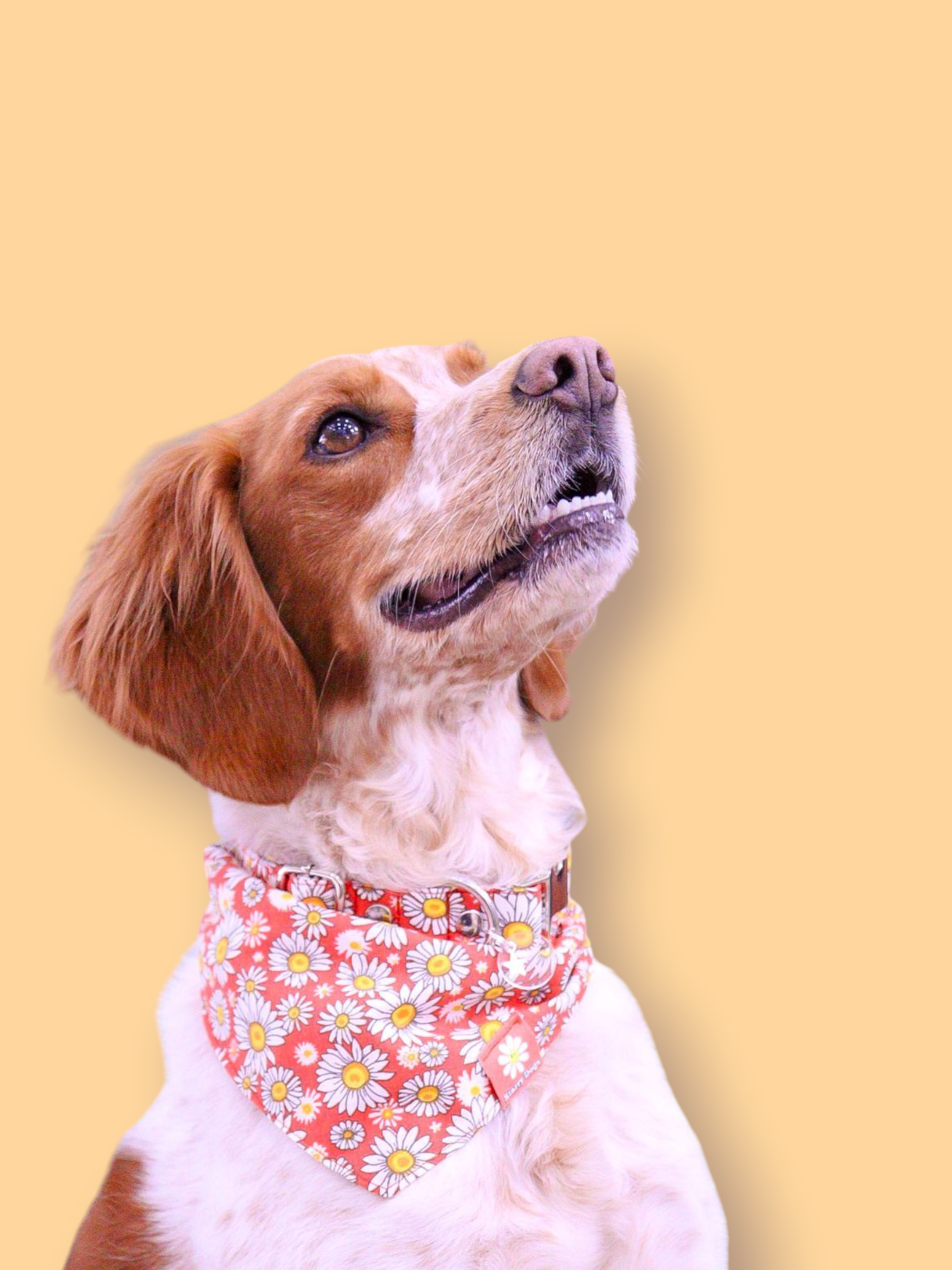 Bandana à nouer " Bellis"