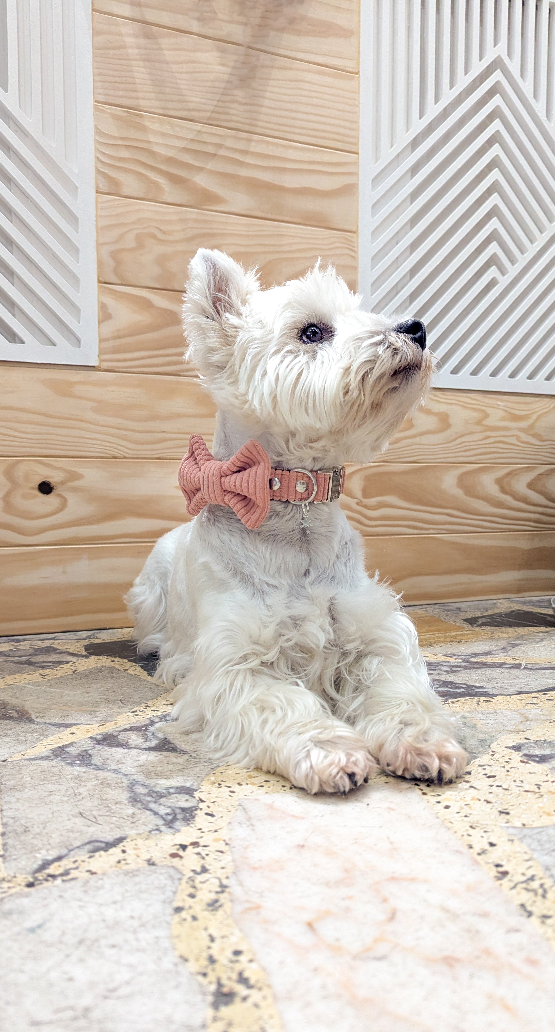 Collier réglable/Velours côtelé/Cosy