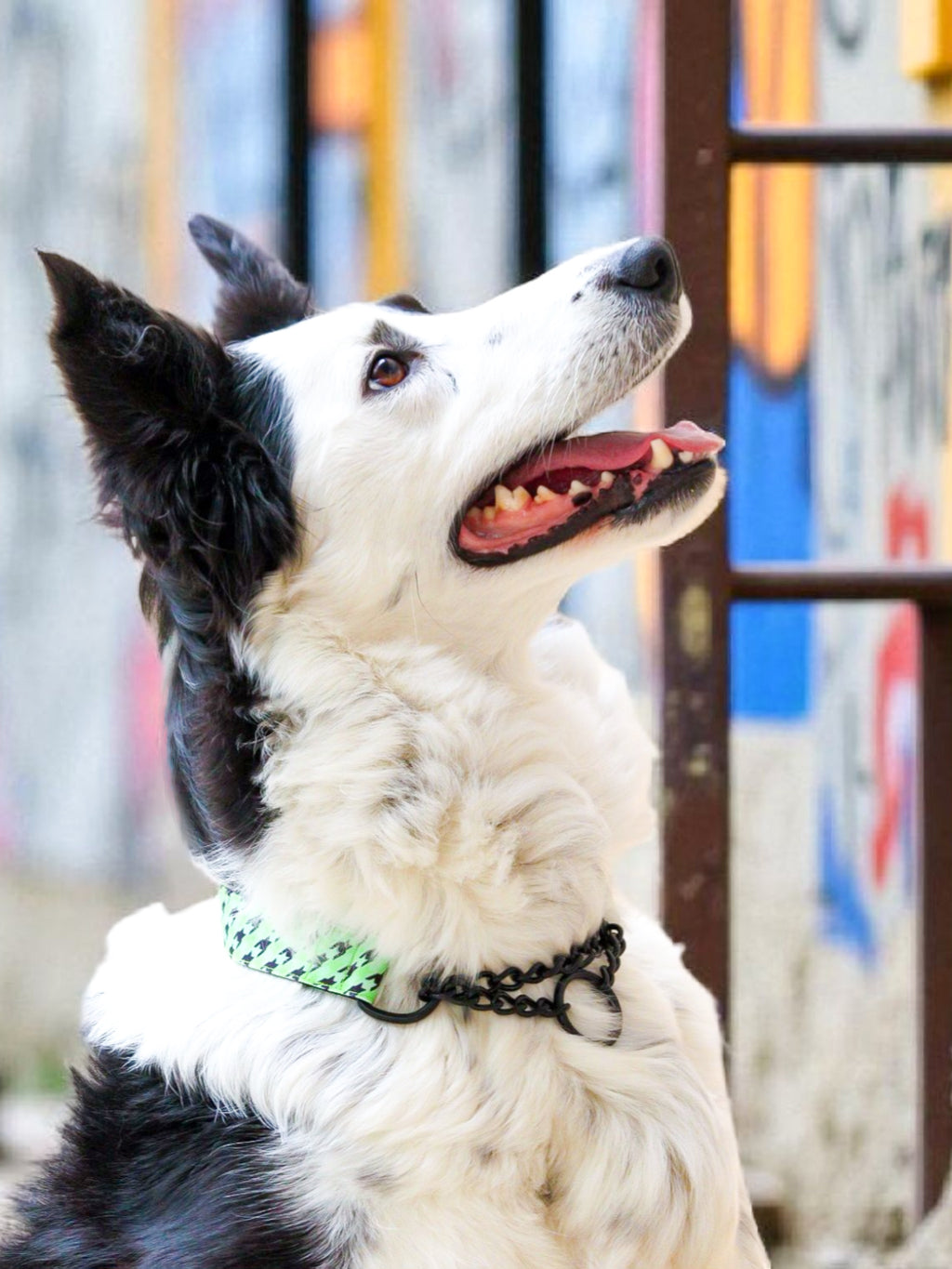 Collier Martingale/ tissu imperméable/PAWHOUND